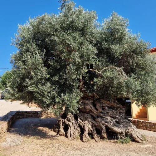 αρχαιότερη ελια στην Κρήτη