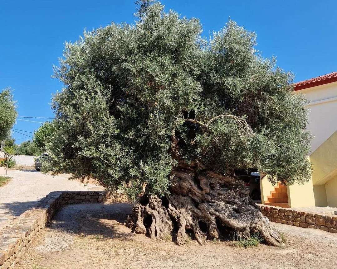 αρχαιότερη ελια στην Κρήτη