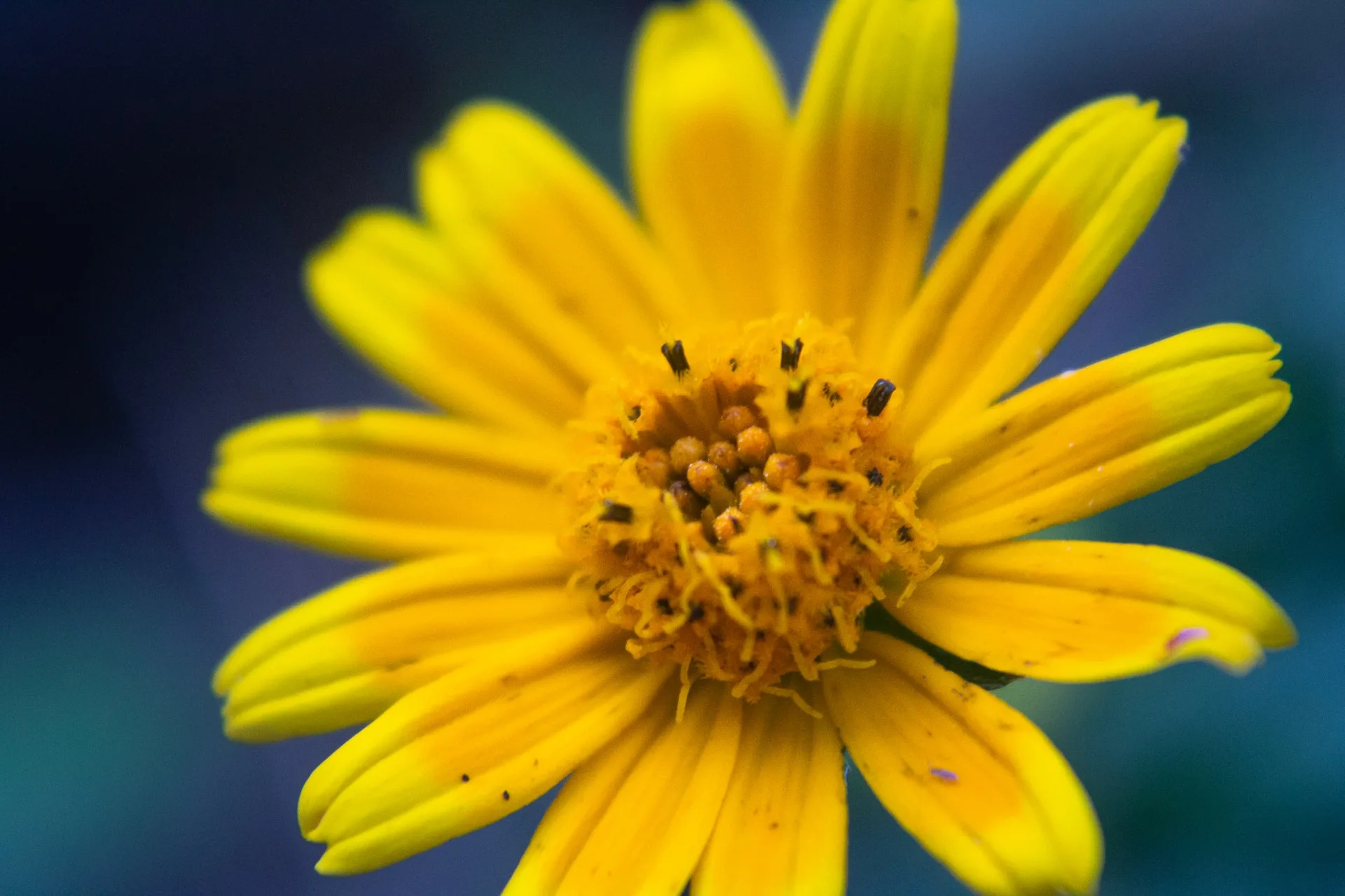 Arnica: Η δύναμη του φυτού που καταπραΰνει το δέρμα