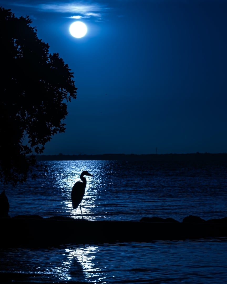 Super Blue Moon 2023: Τι πρέπει να γνωρίζεις γι' αυτό το σπάνιο φαινόμενο που υπόσχεται μεγάλα νέα