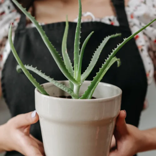 Aloe vera: Αυτός είναι ο πολύτιμος σύμμαχος που θα σε βοηθήσει να απαλλαγείς από το φούσκωμα