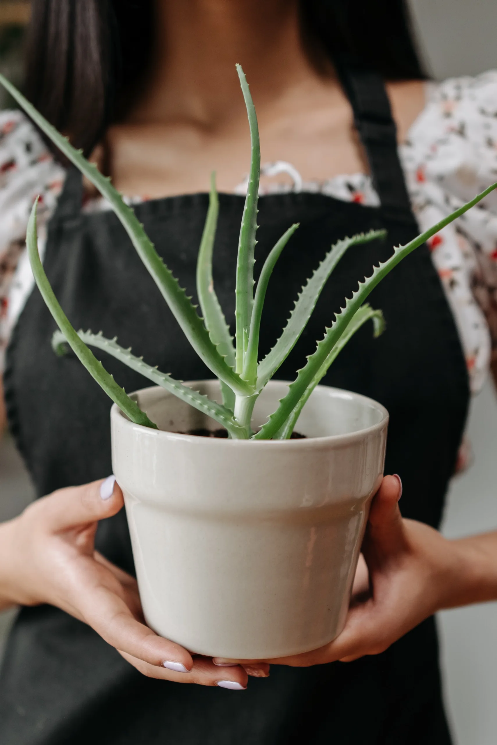 Aloe vera: Αυτός είναι ο πολύτιμος σύμμαχος που θα σε βοηθήσει να απαλλαγείς από το φούσκωμα