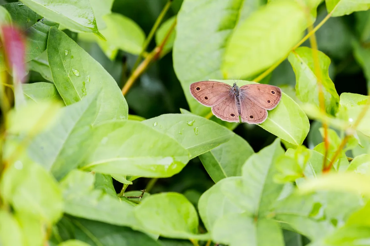 Despite being classified as endangered since the early ’90s, no one could forget the strange “eyespots” speckled on the Saint Fracis satyr’s wings. This rare feature resembles the elusive beauty of a Pisces, as you are often easy to spot by just one look into your ocean eyes. There’s also not much that is known about this butterfly’s history and origin, which is mystifying and enigmatic like your planetary ruler, Neptune. And of course, because Pisces is the most spiritual zodiac sign of all, your butterfly would have to be named by a saint, which raises your vibration even higher.