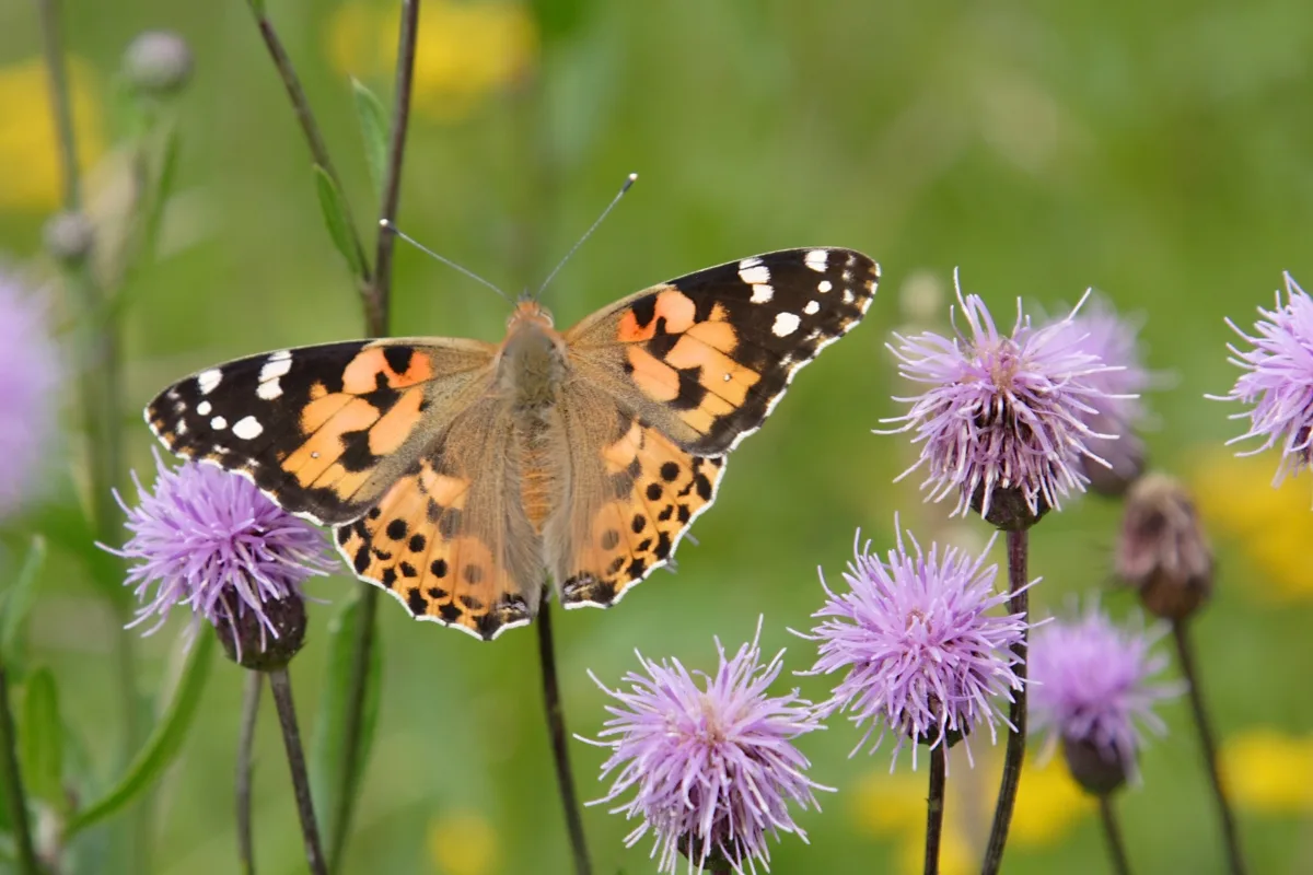 Λέων: Painted Lady ή Βανέσα του Κάρδου