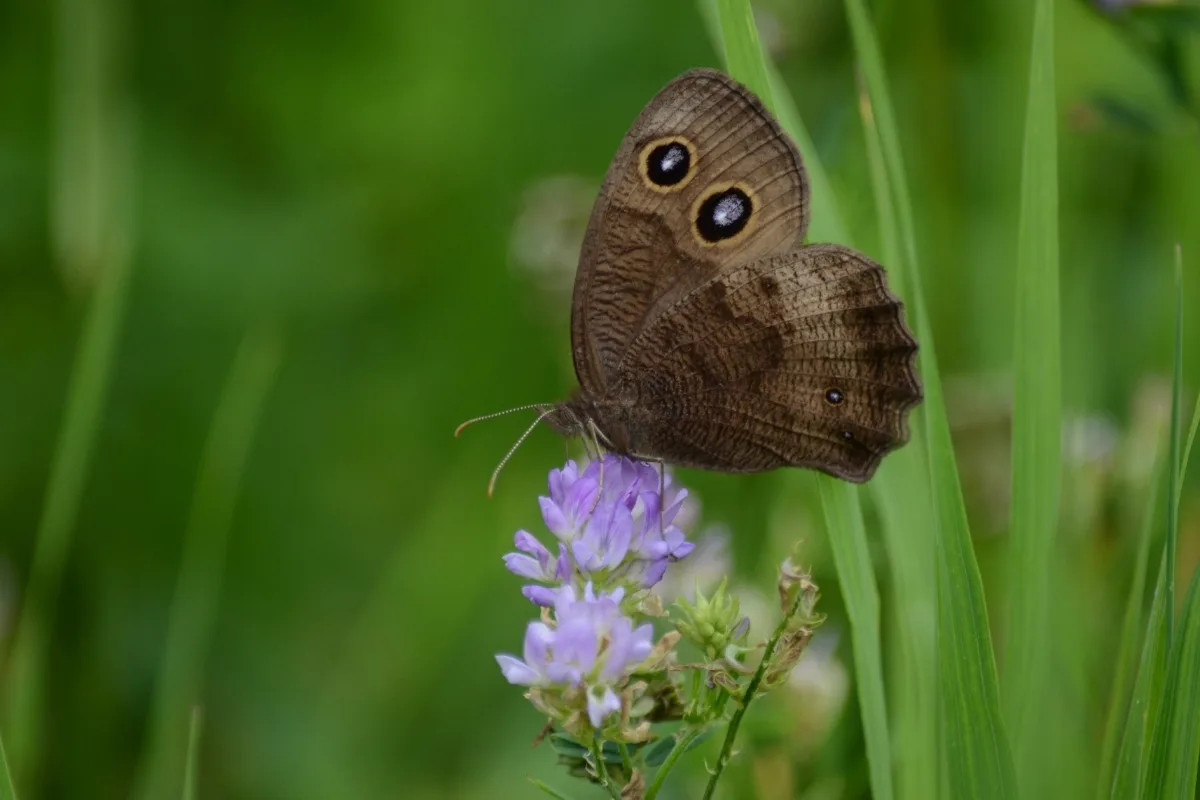 common wood-nymph