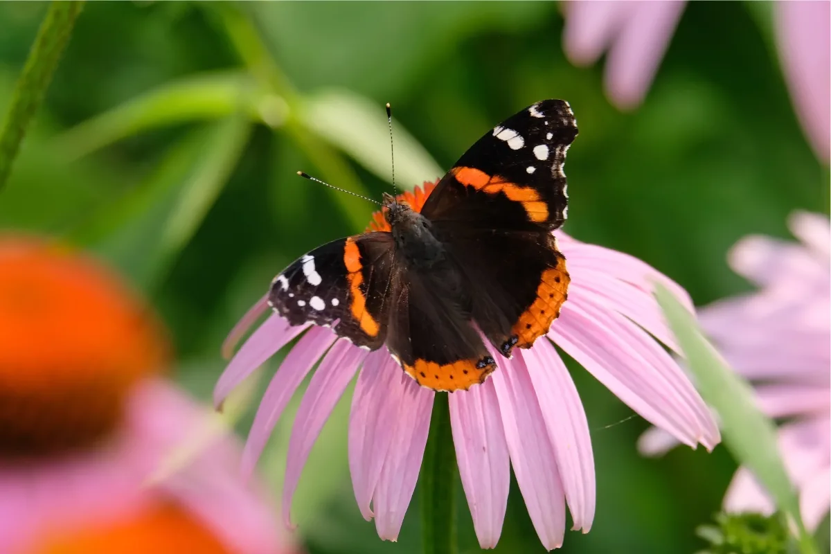 9. Τοξότης: Red Admiral ή Κόκκινος ναύαρχος