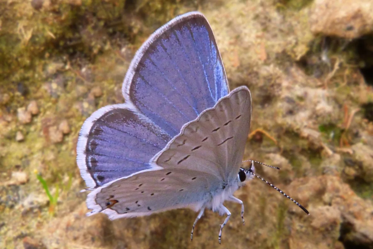 11. Υδροχόος: Spring Azure