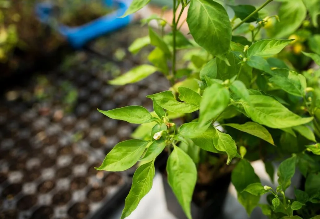 Three Sister Planting: Η μέθοδος καλλιέργειας που αξίζει να δοκιμάσεις