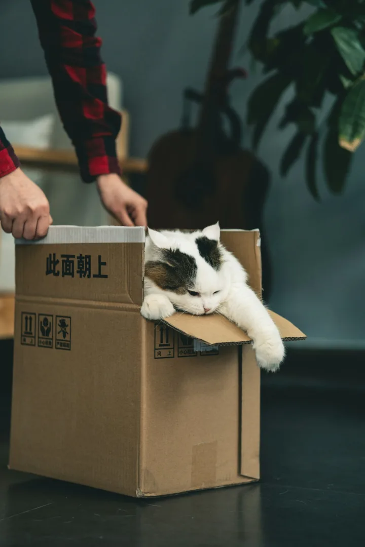 Αν μετακομίζεις μπορεί να στρεσάρεις τη γάτα σου-Δες τι πρέπει να κάνεις