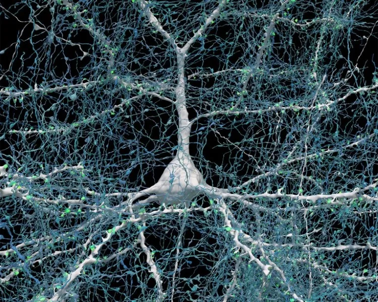 Google και Χάρβαρντ συνεργάζονται για να φτιάξουν τον πιο λεπτομερή χάρτη του ανθρώπινου εγκεφάλου