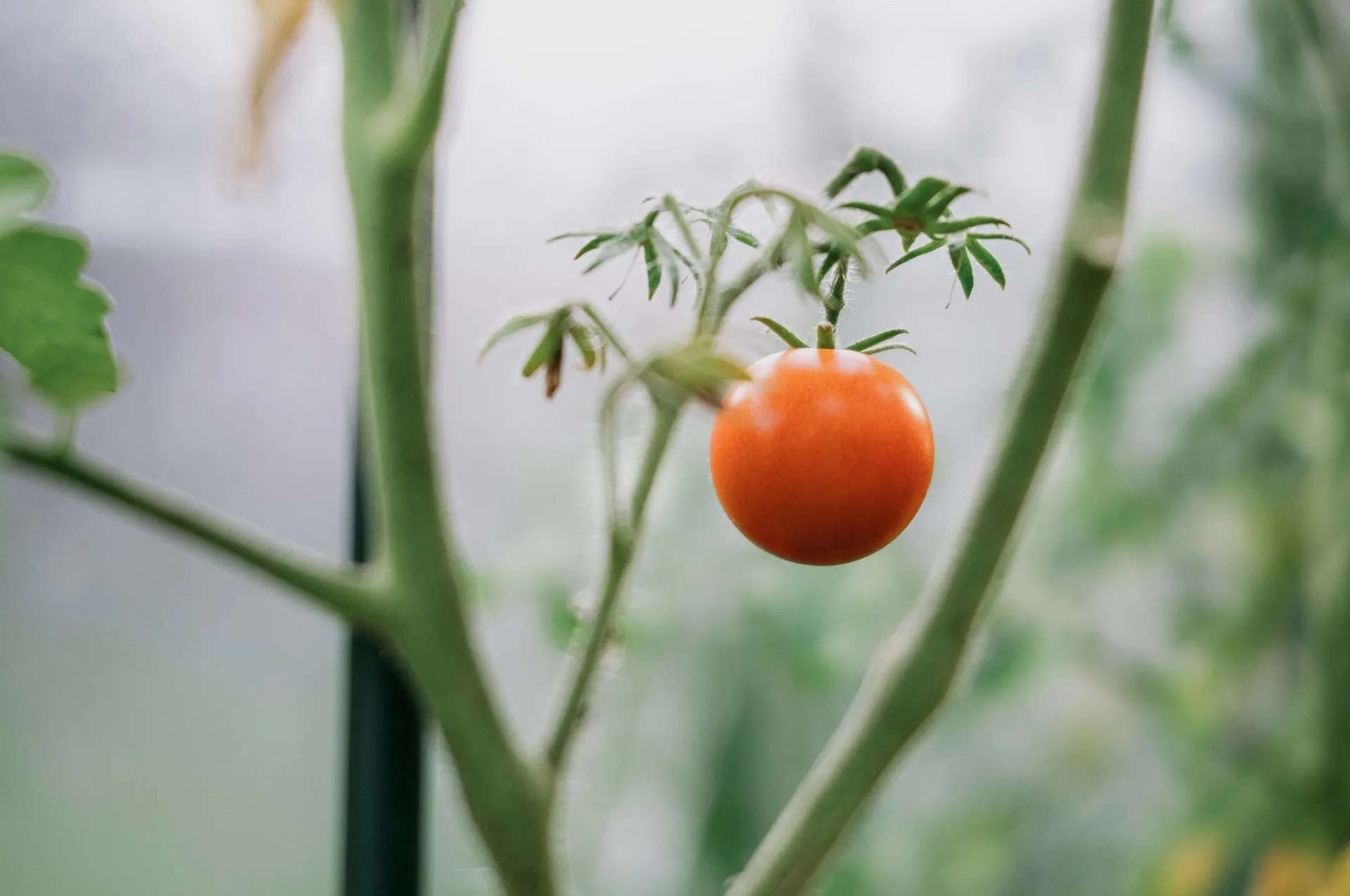 Γιατί δεν πρέπει να φυτεύεις αγγούρια και ντομάτες μαζί στον κήπο