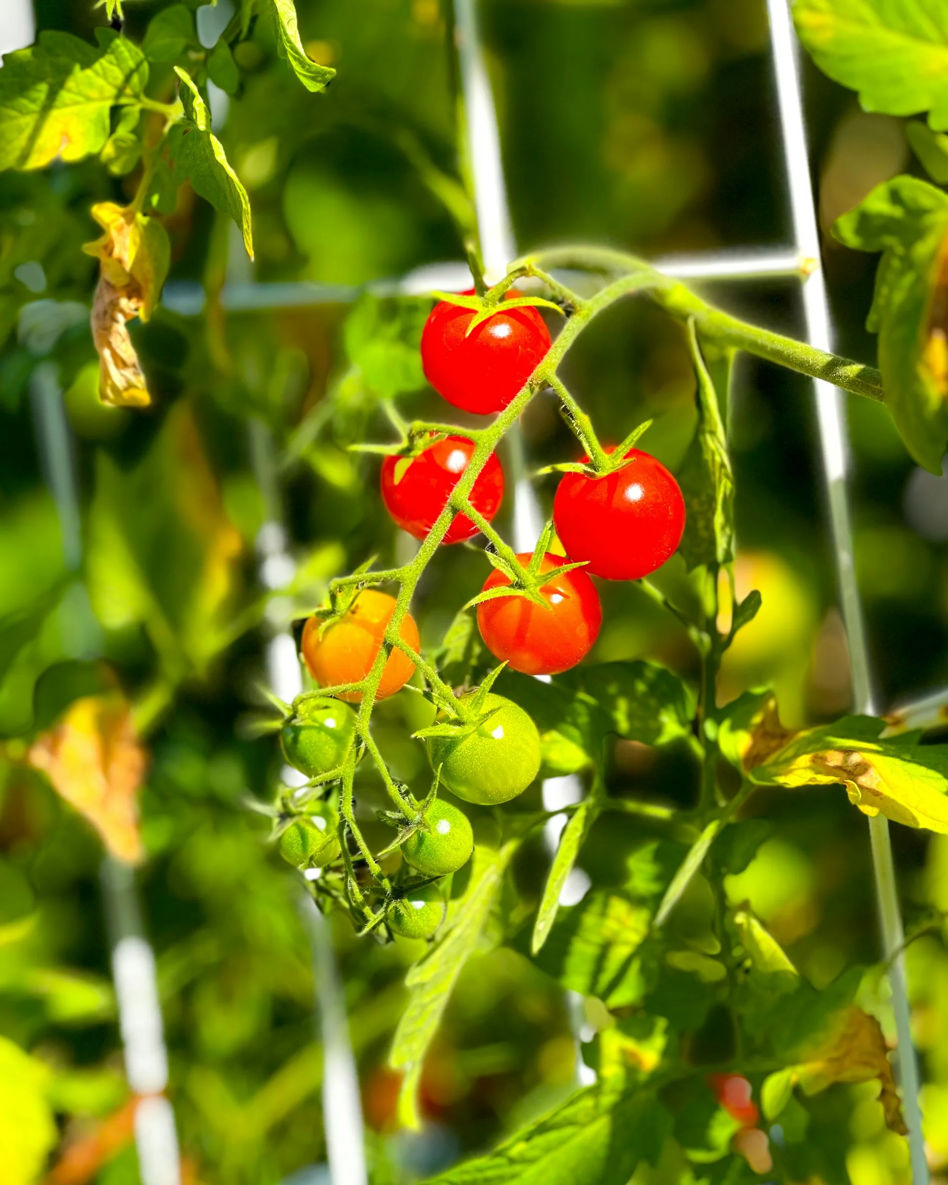 Γιατί δεν πρέπει να φυτεύεις αγγούρια και ντομάτες μαζί στον κήπο