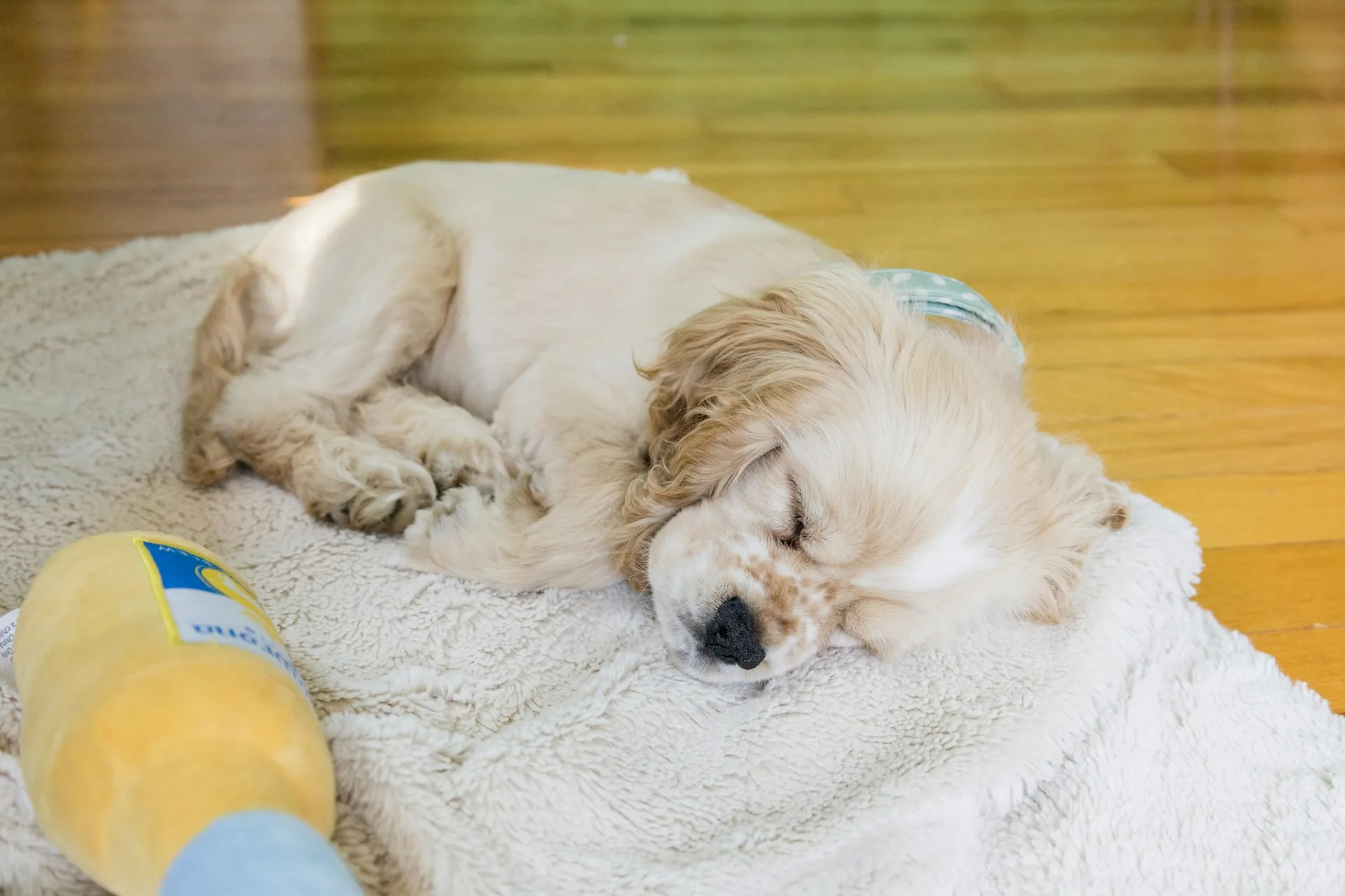 Τι ονειρεύονται τα σκυλιά όταν κλαίνε στον ύπνο τους