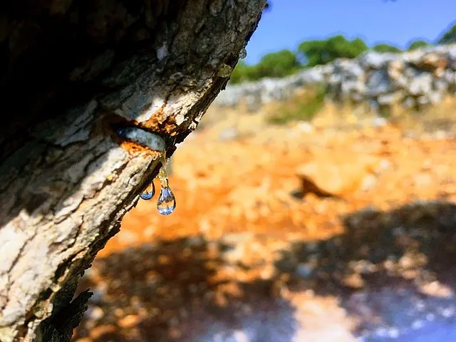 Το φυσικό προϊόν που βελτιώνει την πέψη και προστατεύει το ήπαρ- Όλες οι μαγικές ιδιότητες της μαστίχας Χίου