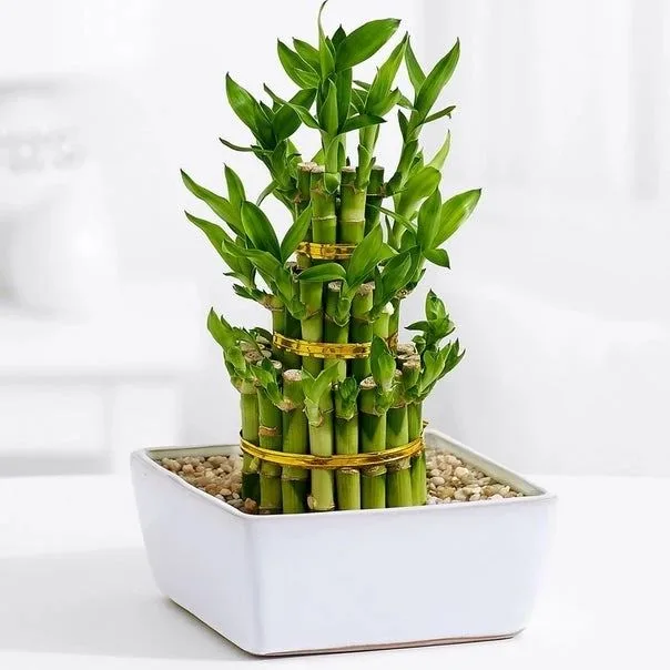 Πώς να προστατέψεις το «lucky bamboo» φυτό σου για να το έχεις χρόνια