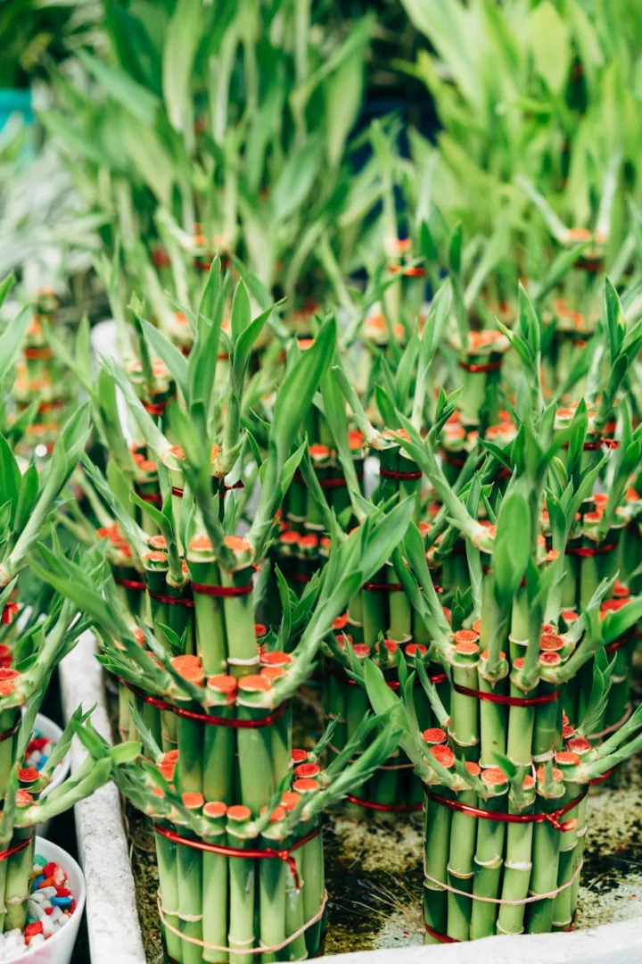 Πώς να προστατέψεις το «lucky bamboo» φυτό σου για να το έχεις χρόνια