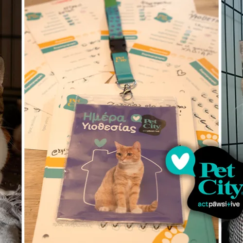 Pet City: 41 γατάκια βρήκαν σπίτι στην 1η Ημέρα Υιοθεσίας 2025