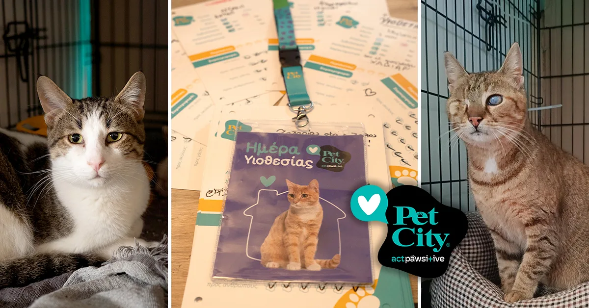 Pet City: 41 γατάκια βρήκαν σπίτι στην 1η Ημέρα Υιοθεσίας 2025